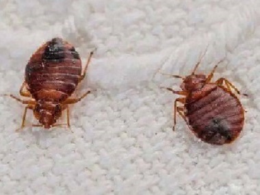 北滘杀虫灭鼠公司家里有臭虫怎样彻底消灭