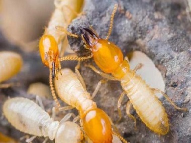 龙江预防白蚁公司散白蚁和家白蚁的区别