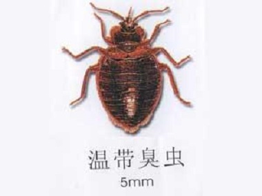 佛山四害消杀中心用什么办法彻底消灭臭虫