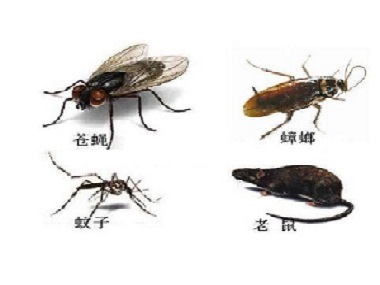 乐从虫害防治公司为什么要定期消杀四害、除虫灭鼠