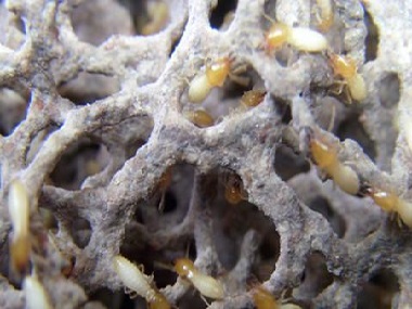 陈村白蚁验收中心常见白蚁危害的部位有哪些