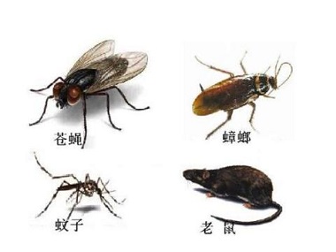 北滘四害消杀公司分享几个杀灭四害的办法