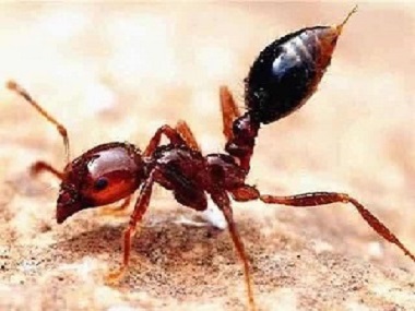伦教红火蚁防控站防治红火蚁常见的方法