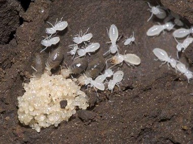 龙江治白蚁中心防治白蚁的方法有哪几种