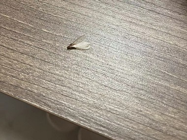 大良白蚁备案公司长得像蚂蚁却有翅膀的是什么蚁